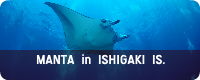 MANTA in ISHIGAKI IS.